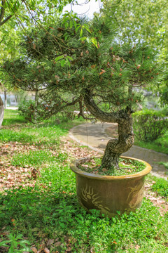 鲍家花园盆景