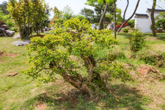 鲍家花园盆景