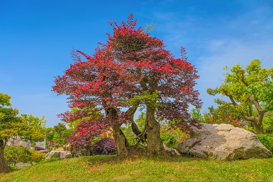 鲍家花园盆景