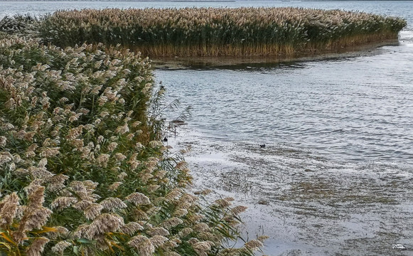 居延海的芦苇荡