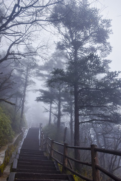 四川峨眉山云雾森林