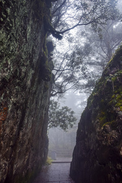 四川峨眉山云雾森林