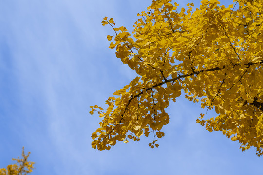 秋天的银杳树