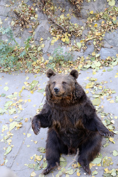 北京动物园狗熊
