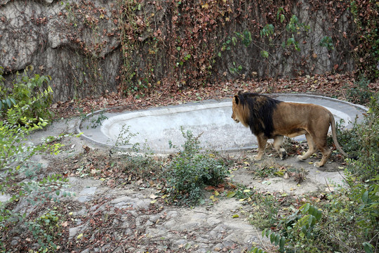 北京动物园狮子