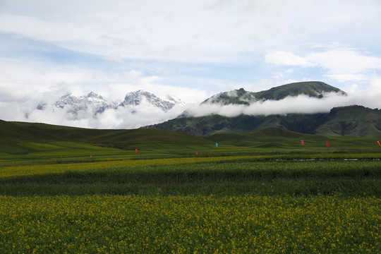 青海祁连山卓尔山高原