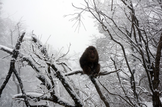 四川冬季大雪峨眉山猴子