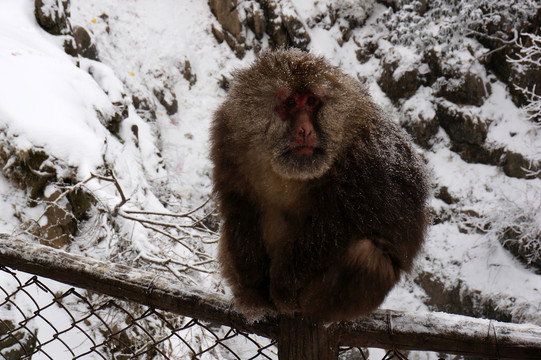 四川冬季大雪峨眉山猴子