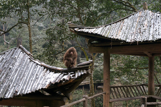 四川冬季大雪峨眉山猴子