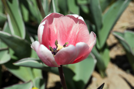 花卉摄影花朵特写素材郁金香花