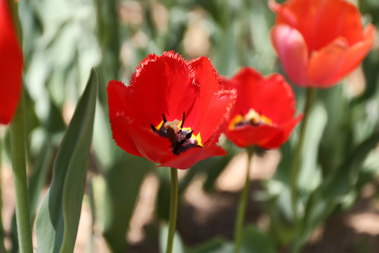 植物花卉摄影郁金香花