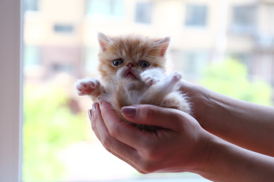 大饼脸加菲猫萌猫异国短毛猫