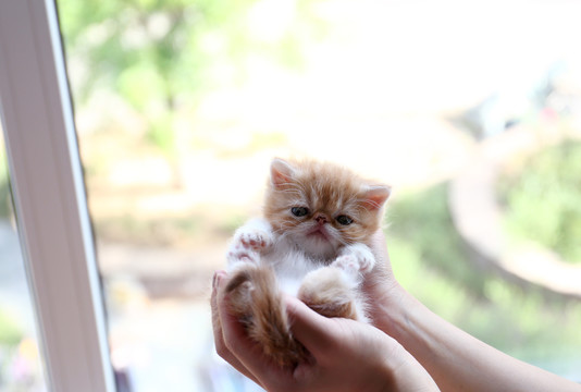 大饼脸加菲猫萌猫异国短毛猫