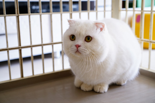 纯白色英短猫咪