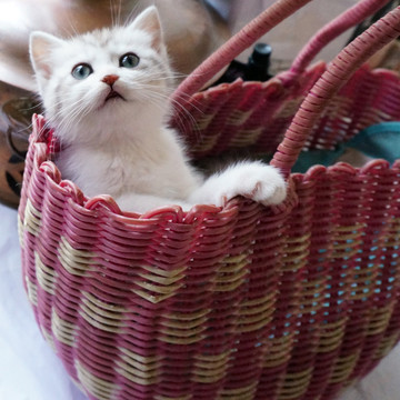 篮子里的英短猫
