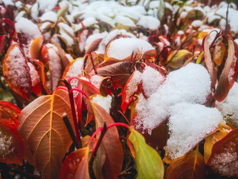 秋季红叶落雪