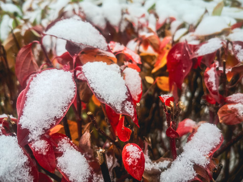 秋季红叶落雪