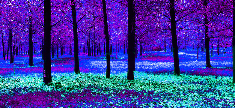 紫色森林