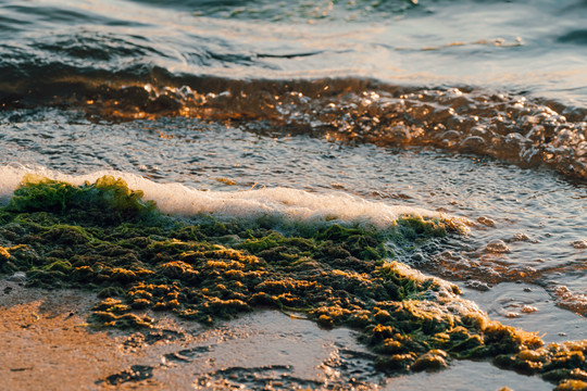 黄昏时的沙滩海藻和浪花特写
