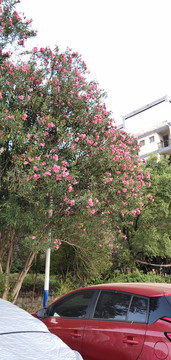 大花紫薇