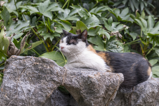 三花猫