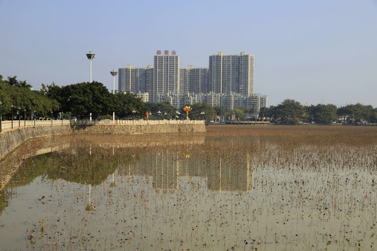 东莞桥头莲湖冬季风光