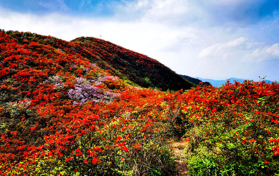 杜鹃花