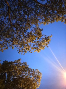 傍晚的树和路灯