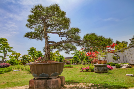 鲍家花园盆景