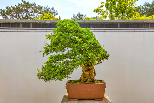 鲍家花园盆景