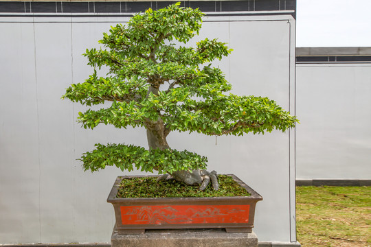 鲍家花园盆景