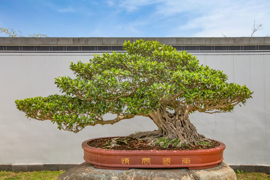 鲍家花园盆景