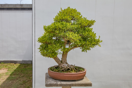 鲍家花园九里香盆景