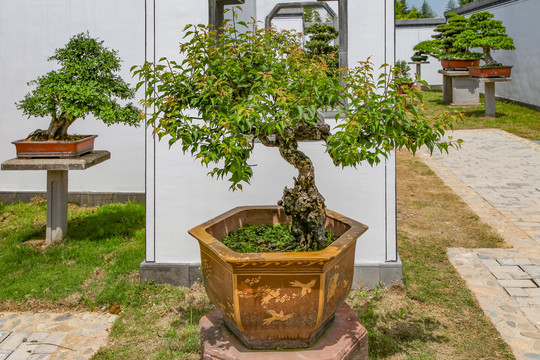 鲍家花园盆景