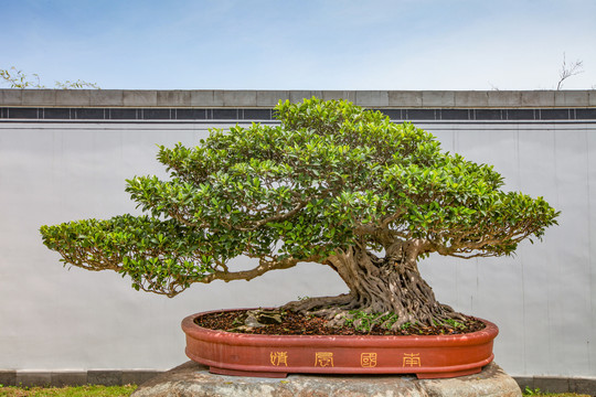鲍家花园盆景
