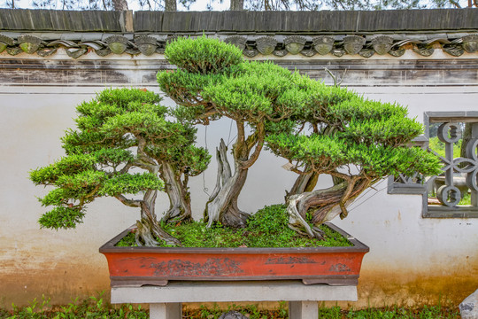 鲍家花园盆景