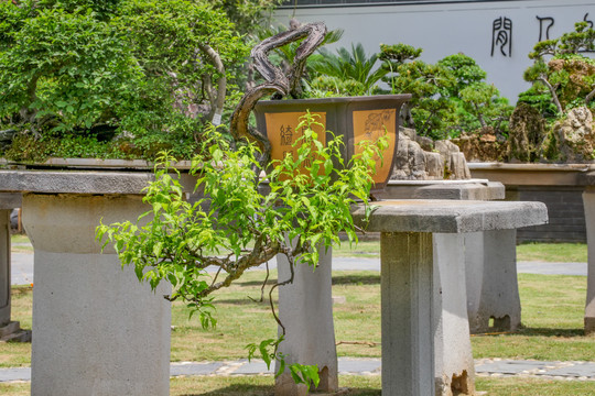 鲍家花园盆景