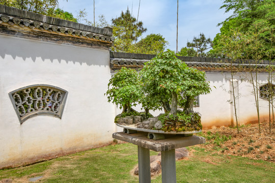 鲍家花园盆景