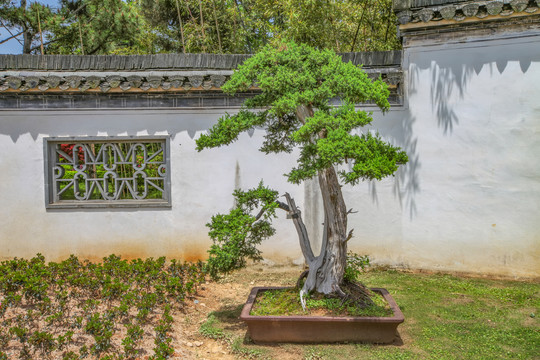 鲍家花园盆景