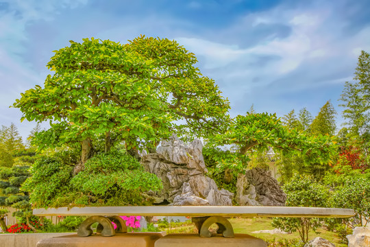 鲍家花园盆景