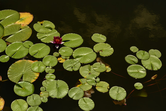 清雅莲花