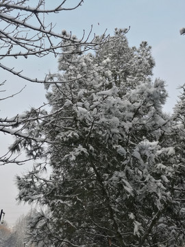 一树雪花