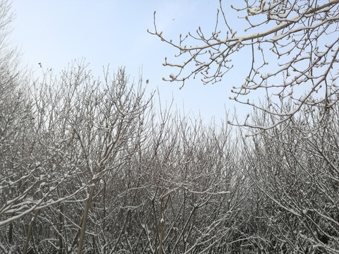 雪罩树林