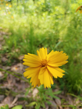 野菊花