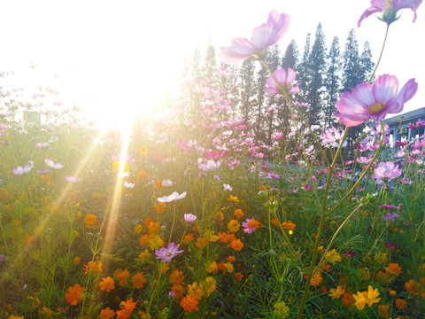 格桑花