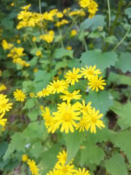 野菊花