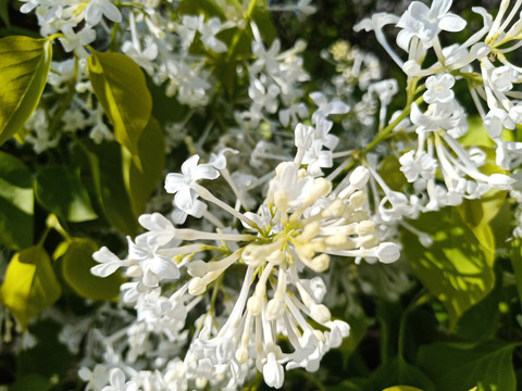 白色丁香花