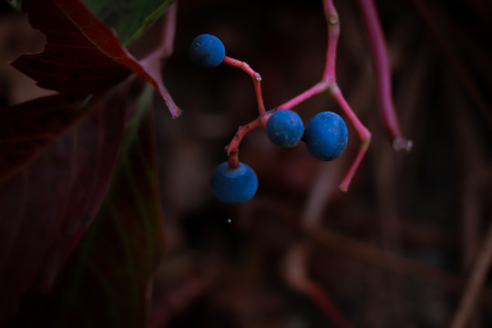 野果