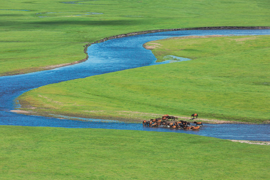 夏季草原河流水中马群