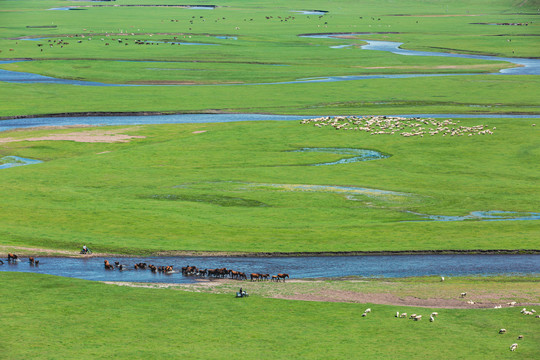 草原绿色牧场河流马群羊群